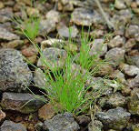 Bulbostylis capillaris thumbnail