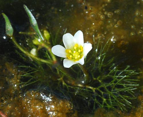 Cabomba_caroliniana_flower.jpg