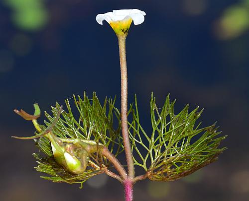 Cabomba_caroliniana_inflorescence.jpg