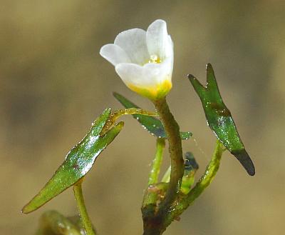 Cabomba_caroliniana_leaves3.jpg