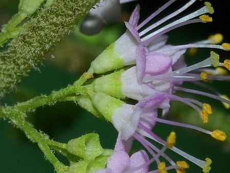 Callicarpa_americana_calyces.jpg