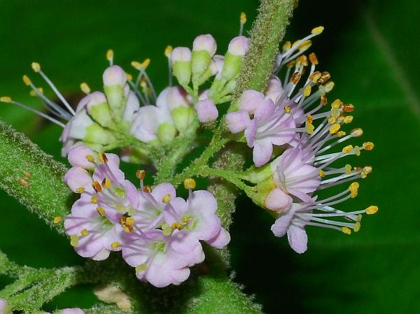 Callicarpa_americana_flowers.jpg