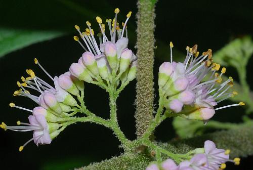 Callicarpa_americana_flowers2.jpg