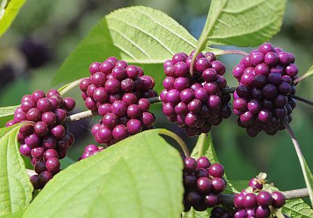 Callicarpa_americana_fruits.jpg