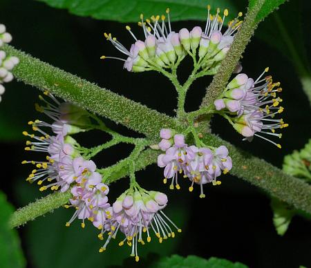 Callicarpa_americana_inflorescence2.jpg