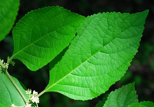 Callicarpa_americana_leaf1.jpg