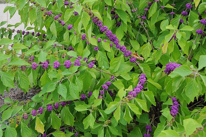 Callicarpa_americana_plant.jpg