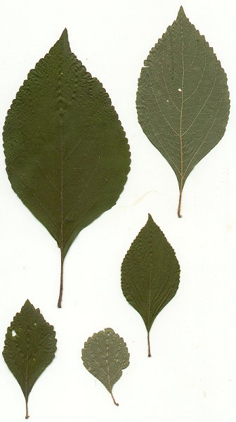 Callicarpa_americana_pressed_leaves.jpg