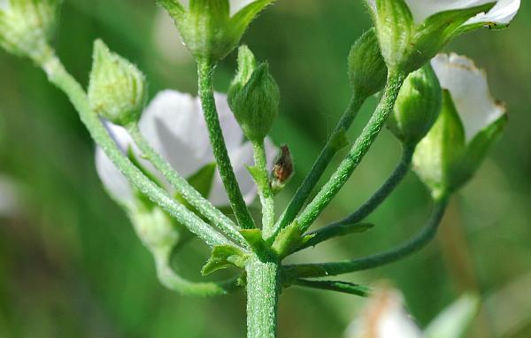 Callirhoe_alcaeoides_bracts.jpg