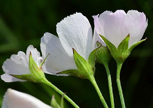 Callirhoe_alcaeoides_calyces.jpg