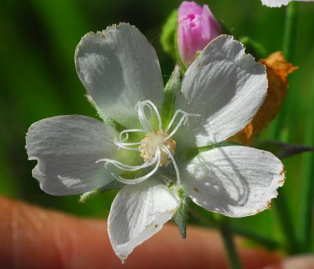 Callirhoe_alcaeoides_corolla.jpg