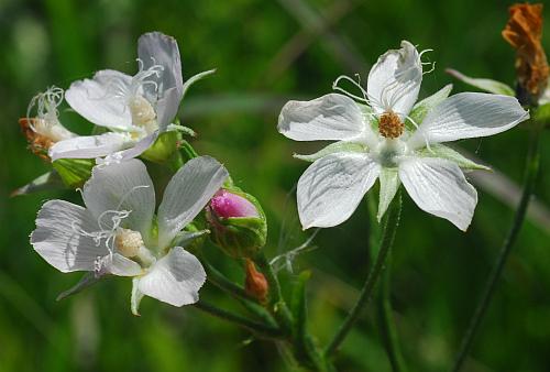 Callirhoe_alcaeoides_flowers.jpg