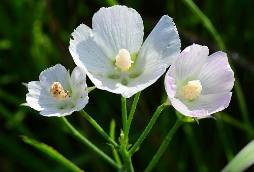 Callirhoe_alcaeoides_flowers2.jpg