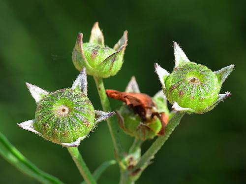 Callirhoe_alcaeoides_fruits.jpg