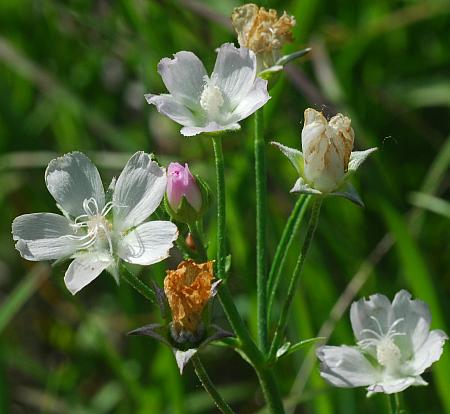 Callirhoe_alcaeoides_inflorescence.jpg