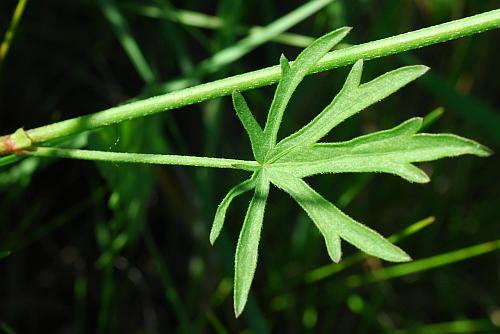 Callirhoe_alcaeoides_leaf1.jpg