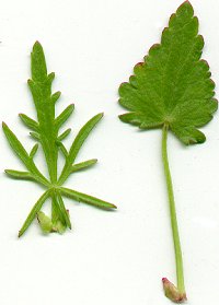 Callirhoe_alcaeoides_leaves.jpg