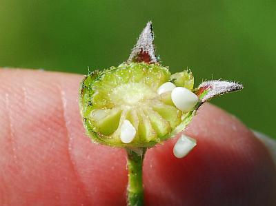 Callirhoe_alcaeoides_seeds.jpg