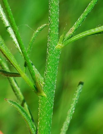 Callirhoe_alcaeoides_stem.jpg