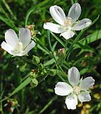 Callirhoe alcaeoides thumbnail