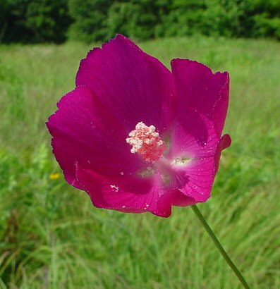 Callirhoe_digitata_flower2.jpg