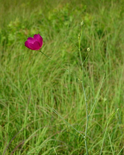 Callirhoe_digitata_plant.jpg