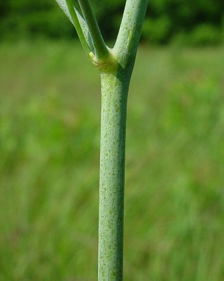 Callirhoe_digitata_stem.jpg