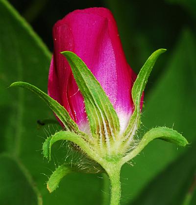 Callirhoe_involucrata_calyx2.jpg