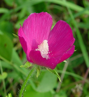 Callirhoe_involucrata_flower.jpg