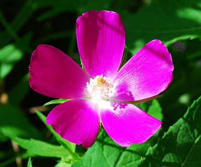 Callirhoe_involucrata_flower2.jpg