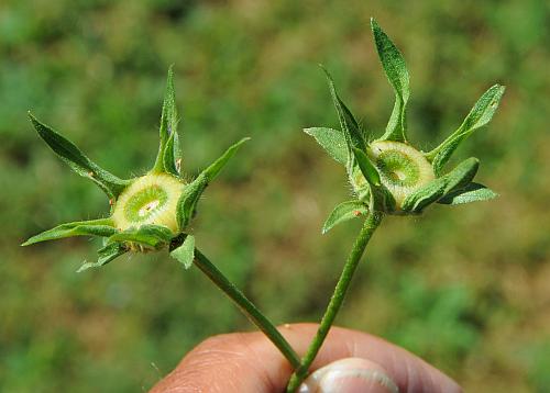 Callirhoe_involucrata_fruit.jpg