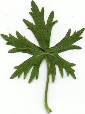 Callirhoe_involucrata_leaf.jpg