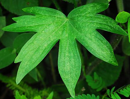 Callirhoe_involucrata_leaf1.jpg