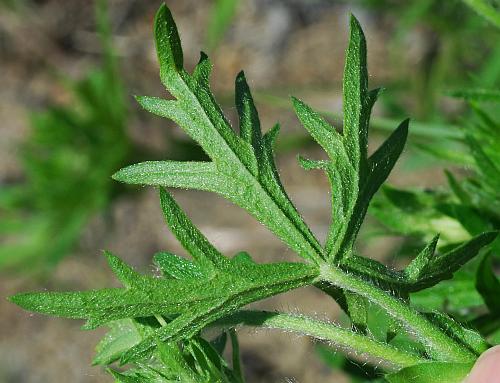 Callirhoe_involucrata_leaf2.jpg