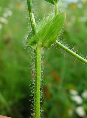 Callirhoe_involucrata_stem.jpg