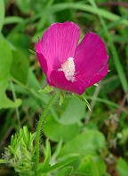 Callirhoe involucrata thumbnail