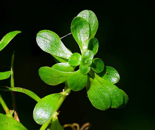 Callitriche_heterophylla_leaves1.jpg