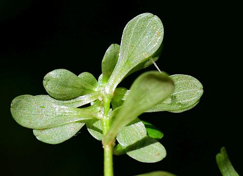 Callitriche_heterophylla_leaves2.jpg