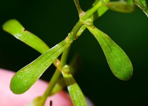 Callitriche_heterophylla_leaves3.jpg