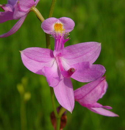 Calopogon_tuberosus_flower.jpg