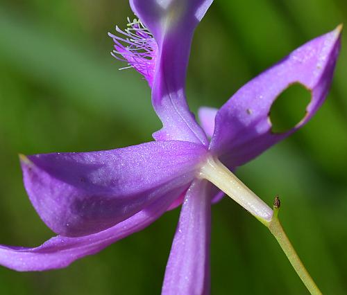 Calopogon_tuberosus_flower2.jpg