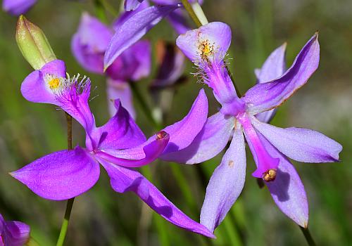 Calopogon_tuberosus_flowers.jpg