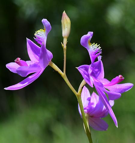 Calopogon_tuberosus_inflorescence1.jpg