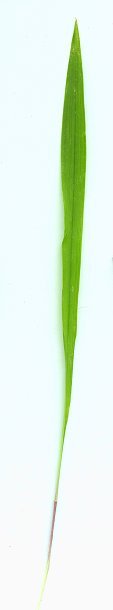 Calopogon_tuberosus_leaf.jpg