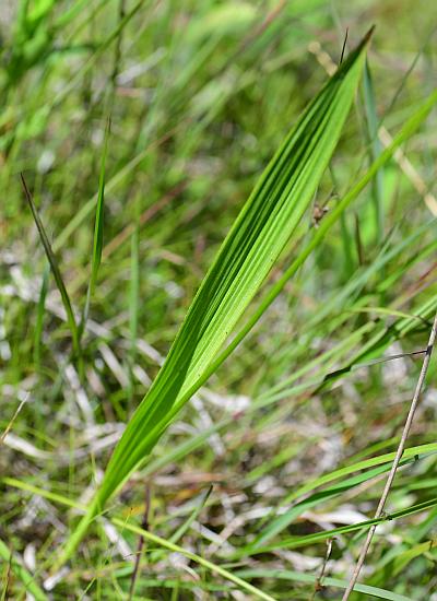 Calopogon_tuberosus_leaf1.jpg