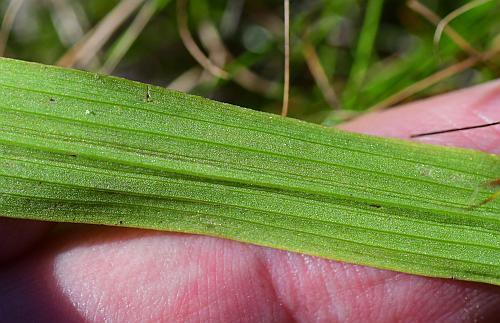 Calopogon_tuberosus_leaf2.jpg