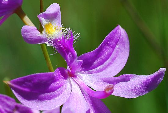 Calopogon_tuberosus_lip.jpg