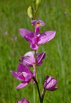 Calopogon tuberosus thumbnail