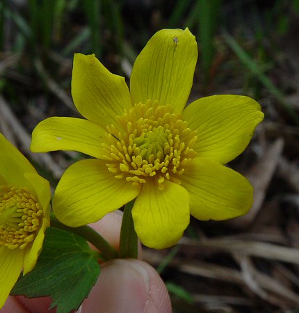 Caltha_palustris_flower.jpg