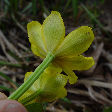 Caltha_palustris_flower_back.jpg